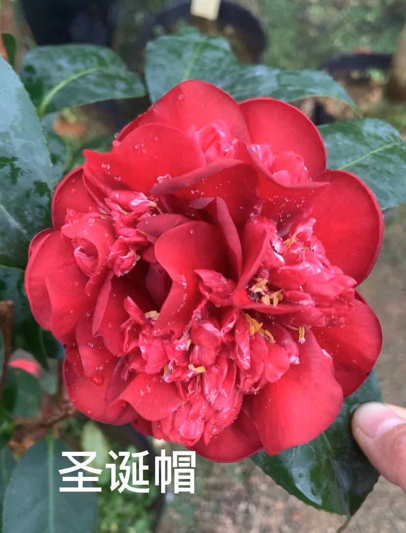 圣诞帽品种茶花嫁接桩一颗