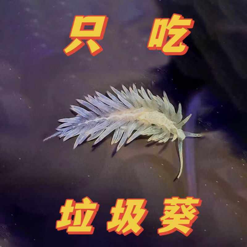顺丰包邮鬼手海兔鬼爪清洁兔垃圾葵克星海水珊瑚缸工具兔不吃珊瑚
