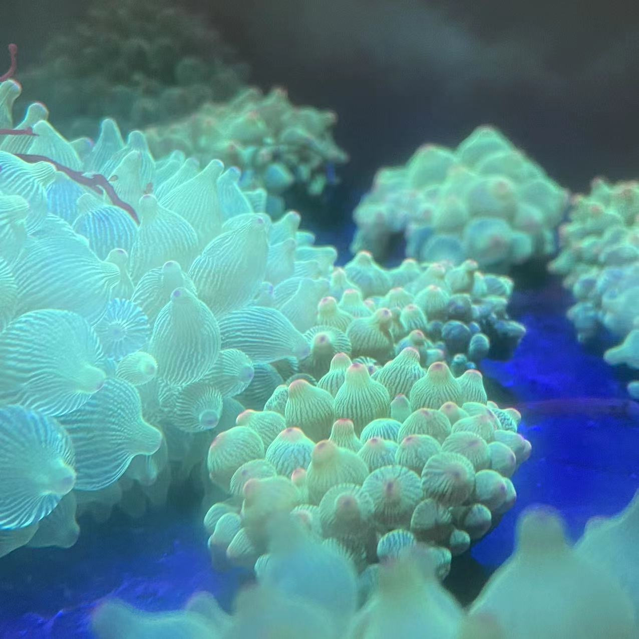 奶嘴海葵荧光绿红海葵珊瑚绿地毯小丑鱼共生海葵软体海缸新手