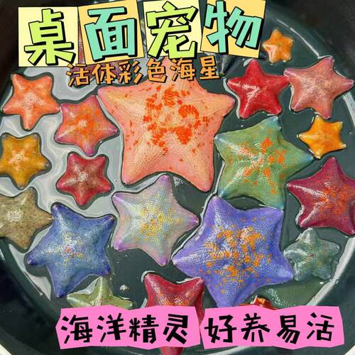 紫海星宠物活体翻砂迷你海星