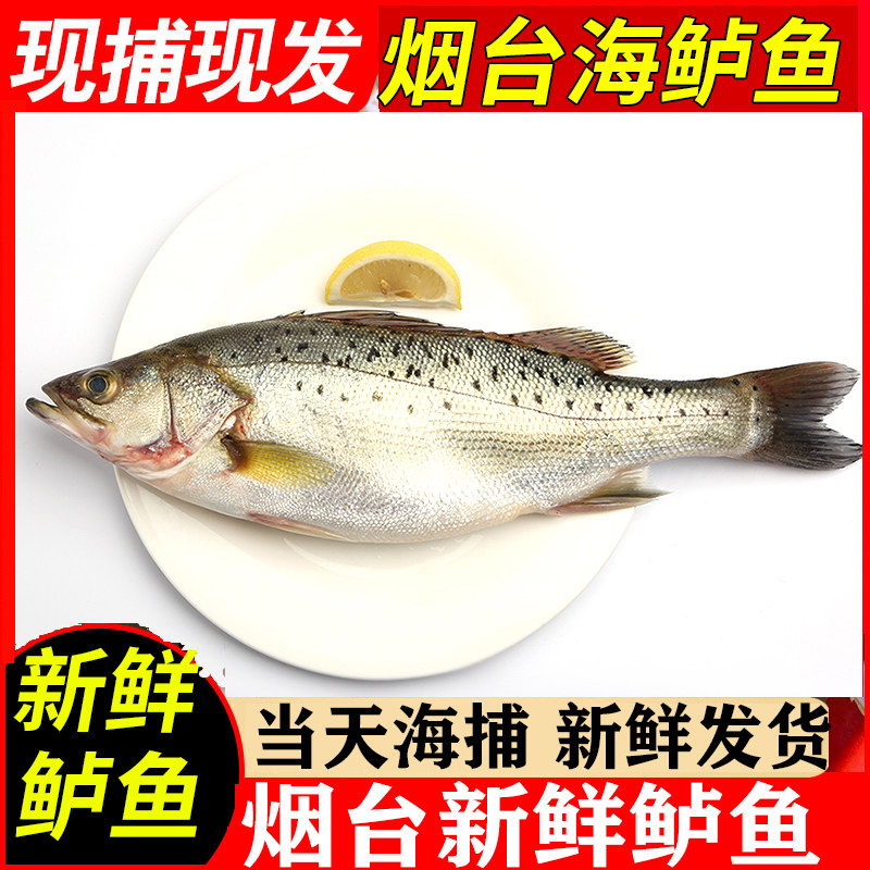 海鲈鱼鲜活海鱼新鲜水产海鲜深海七星海鲈鱼海捕花大鲈鱼 1条