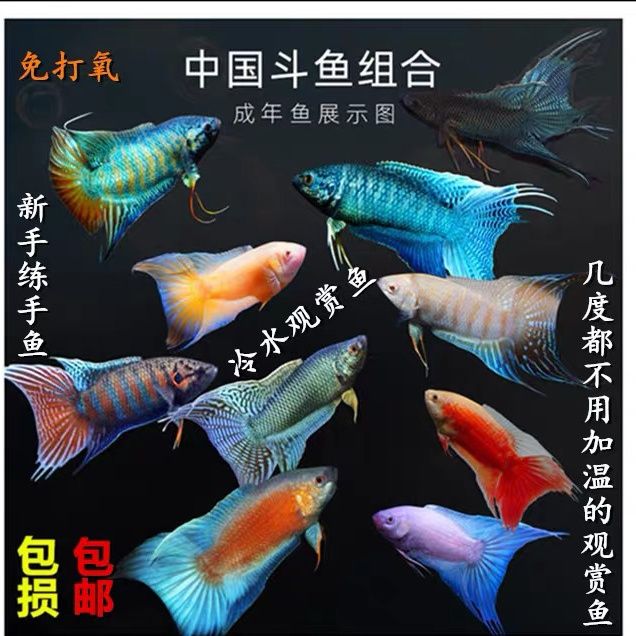 中国斗鱼普叉蓝叉活体活鱼冷水观赏鱼好养耐养鱼金鱼小型淡水鱼苗