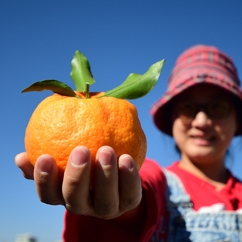 云南高山应季水果礼盒宾川现摘碰柑丑橘新鲜过年送礼礼盒精选大果,水产肉类/新鲜蔬果/熟食,桔子,淘宝优惠券,粉丝福利购,淘宝优惠卷