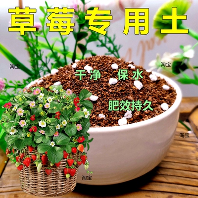 草莓专用土营养土春满园透气保水