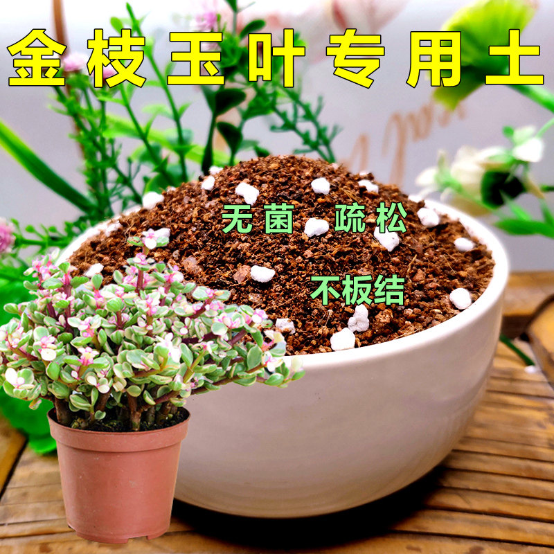 金枝玉叶专用土雅乐之舞多肉通用营养土盆栽花卉有机土壤种植花泥
