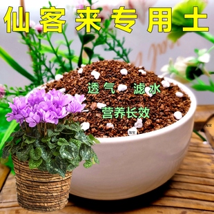仙客来专用土仙鹤来通用型营养土种植花土盆栽绿植有机土基地新土