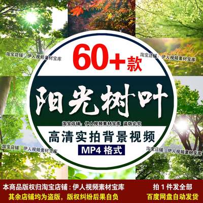 阳光树叶树林视频阳光从树叶树林中穿过实拍视频致青春毕业季视频