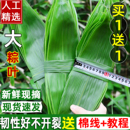 粽叶新鲜粽叶 新鲜大100片商用特大箬叶干粽叶批发非芦苇现摘 免邮