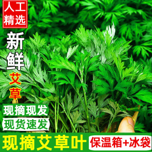 艾叶新鲜当季蔬菜食用野菜艾蒿清明草粑粑生艾草青团现摘现发