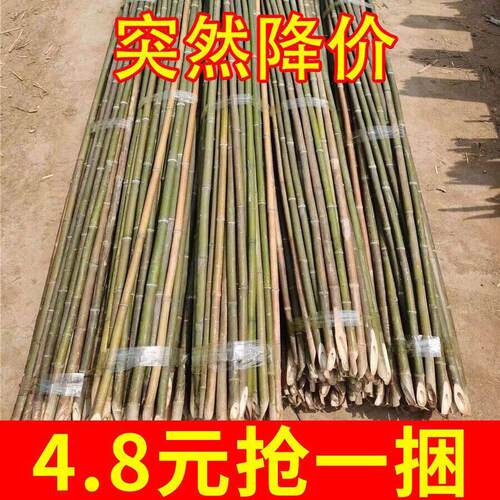 小竹子细竹竿蔬菜爬藤竹