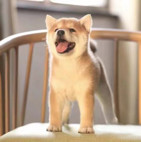 秋田犬白价格 秋田犬白图片 星期三