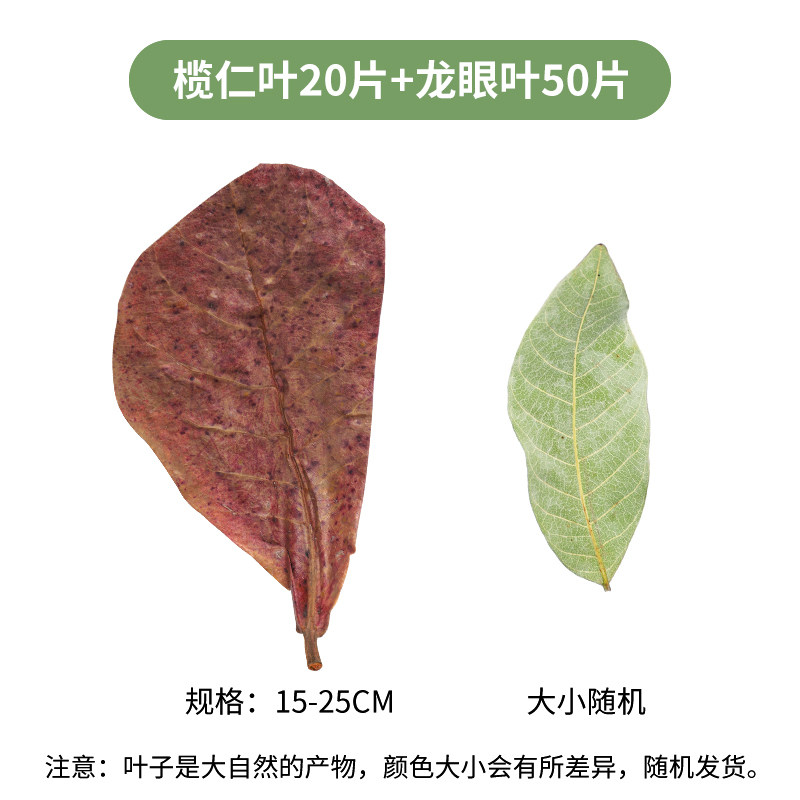 天然榄仁叶斗鱼懒人叶鱼缸降酸PH值调节剂乌龟龙眼叶水族造景叶子