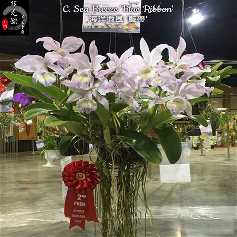 A11C. Sea Breeze Blue Ribbon HCC/AOS 海洋微风 蓝带