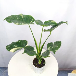 白锦龟背竹洒金龟背竹锦化植物荷兰日本进口白龟切苗好养新手适合