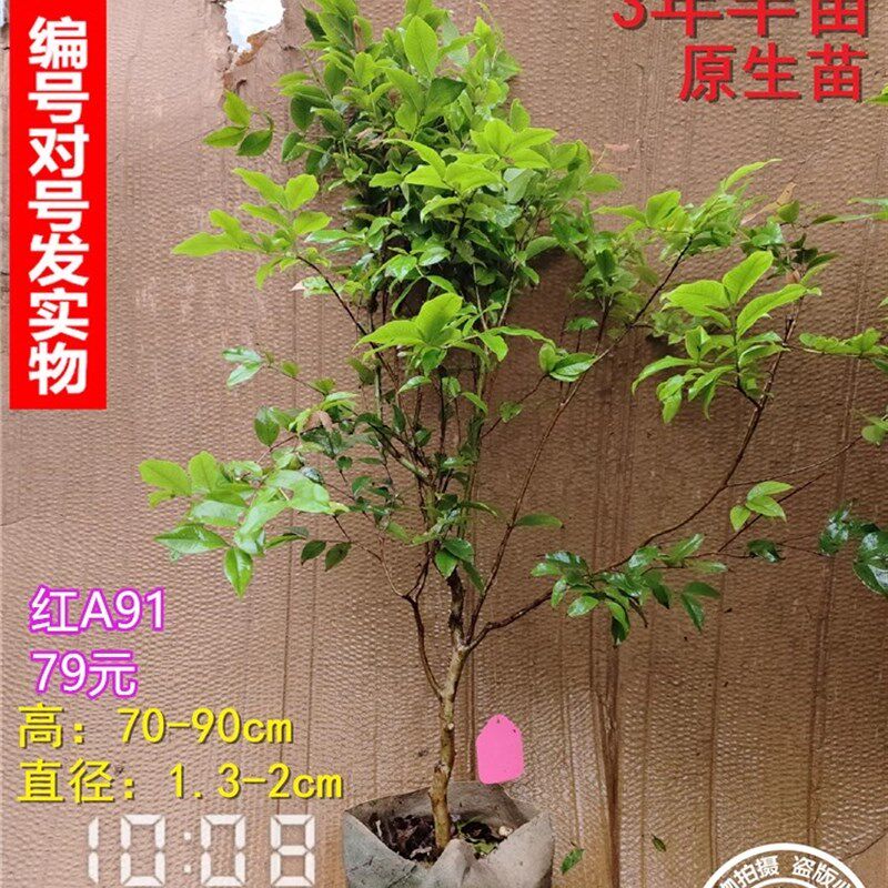 四季嘉宝果艾斯卡和红妃一年四季开花结果多次皮薄清甜常年吃果