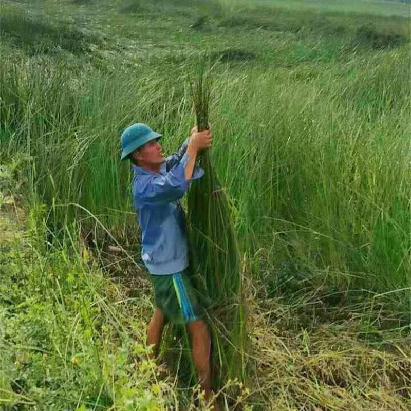 扎螃蟹香草绳子绑大闸蟹捆青蟹草绳去腥增香水草绳蟹绳厂整捆直发