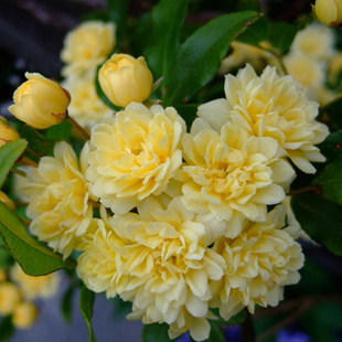 重瓣黄木香常绿无刺藤本花卉攀爬花苗庭院室外花架拱门爬藤植物