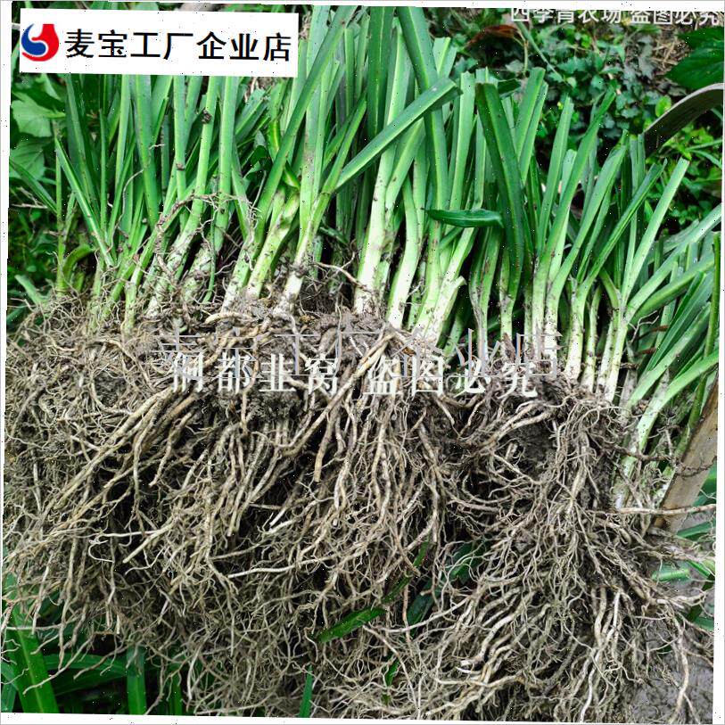 菜根苗贵州村超宽叶大叶野韭菜绿植山韭水韭老品种W石韭根食用菜\