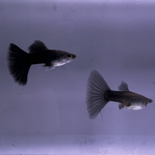 蓝礼服孔雀鱼纯种孔雀鱼小型热带鱼胎生鱼凤尾鱼彩霞鱼淡水鱼新手