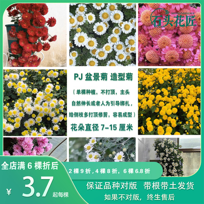 足摺野路菊盆景菊艺菊