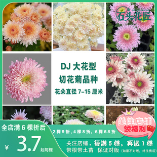 石头花匠 皇后 卡林巴三文鱼 大花切花菊雏菊苗多年生宿根盆栽