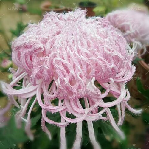 鹅毛粉黛菊花苗保证对版