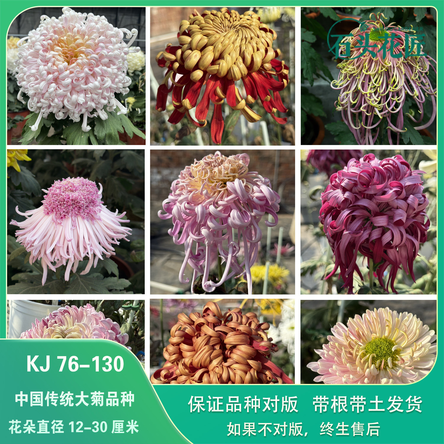 石头花匠中国传统大菊苗70个品种 泥金豹七彩北汤独本菊花多年生