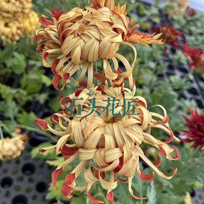 江户菊花苗日本菊花苗