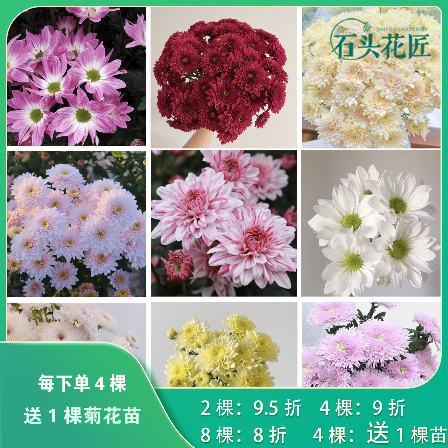 石头花匠香草沙拉大花切花菊小雏菊 45个新品种菊花苗多年生宿根-封面