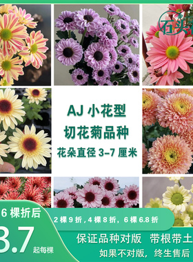 小雏菊菊花苗 冰清宝莲灯粉肯尼迪三文鱼切花菊苗多年生宿根盆栽