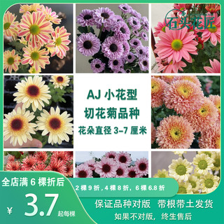 小雏菊菊花苗 冰清宝莲灯粉肯尼迪三文鱼切花菊苗多年生宿根盆栽