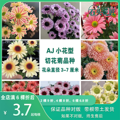 小雏菊菊花苗切花菊苗对版