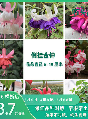 倒挂金钟苗灯笼花苗高颜值