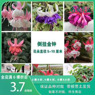 倒挂金钟 金婚宝莲灯31个品种（新品）灯笼花室内阳台花卉