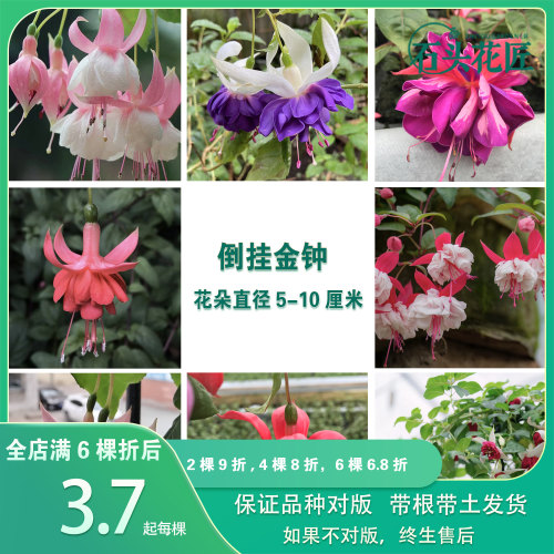 倒挂金钟苗灯笼花苗高颜值