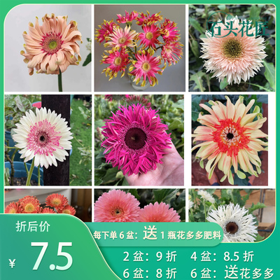 石头花匠非洲菊36个品种阳台