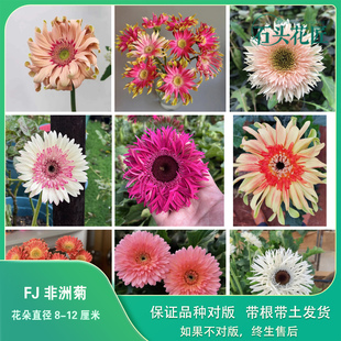 石头花匠 高杆非洲菊苗 16个新品种切花扶郎花 多年生宿根切花