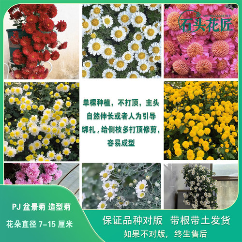 足摺野路菊盆景菊艺菊
