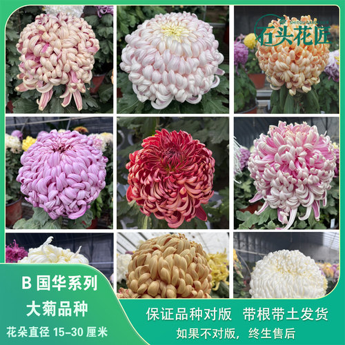 国华大菊苗独本菊苗狮子头菊