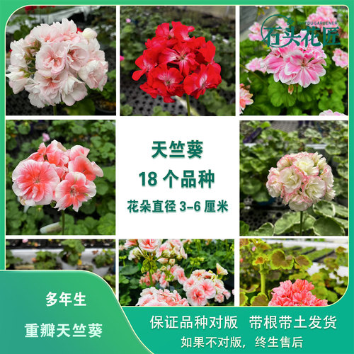 网红天竺葵盆栽苗童话故事