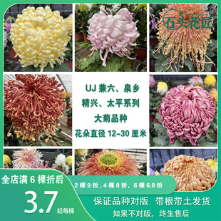 石头花匠 传统大菊苗35个品种 兼六红兼六香 独本菊花多年生宿根