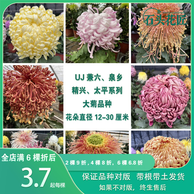 传统大菊太平系独本菊苗