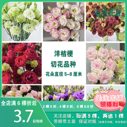 洋桔梗苗重瓣高杆切花洋桔梗苗