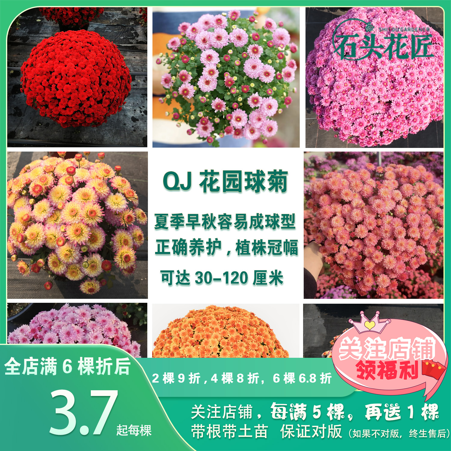 千头菊苗糖果甜心吉吉珊瑚绚秋