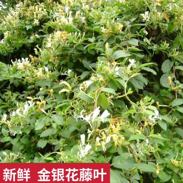 新鲜金银花藤广东忍冬藤叶婴儿宝宝洗澡清热痱子痘痘干货中草药