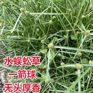 水蜈蚣草新鲜潮汕无头厚香一箭球金钮草三荚草广东中草药无头猴香