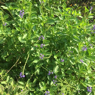 玉龙鞭新鲜潮汕蛇尾草假马鞭草玉郎鞭万灵草假败酱 倒团蛇大蓝草