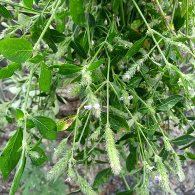 六角英新鲜中草药材潮汕六角婴 孩儿草 麦穗红狐狸尾土夏枯草爵床