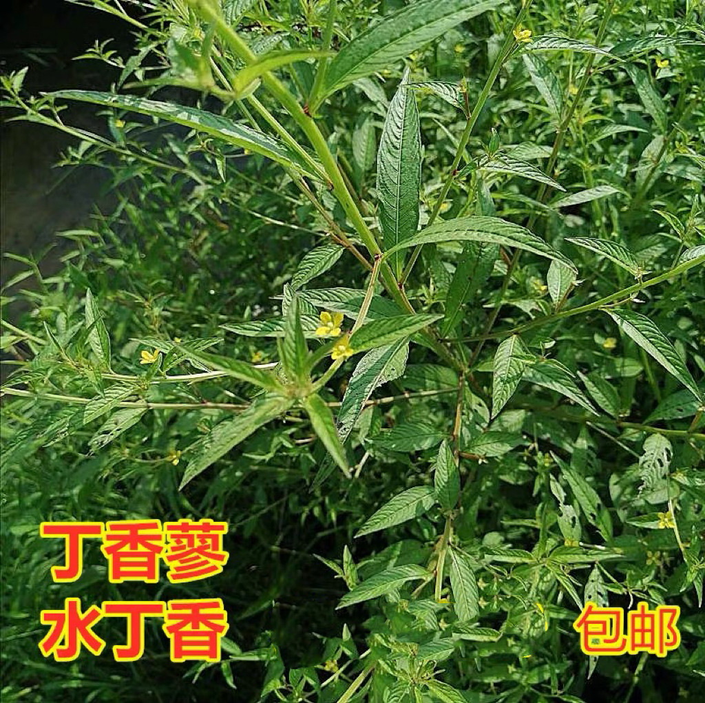 水丁香新鲜丁香蓼田石榴 现采中草药 草龙水秧草喇叭草田蓼草