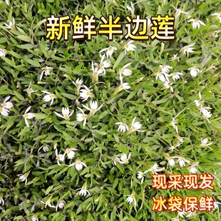 半边莲新鲜采摘潮汕中草药急解索野生蛇力草细米草瓜仁草